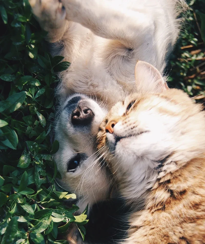Perro y gato descansando juntos, compañeros de familia