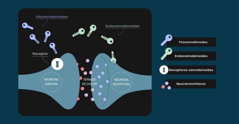 GRAFICO Como funciona el Sistema Endocannabinoide1