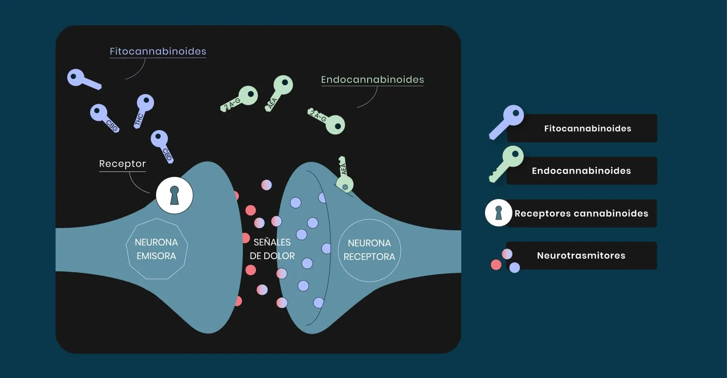 Comprar CBD México GRAFICO Como funciona el Sistema Endocannabinoide1 jpg