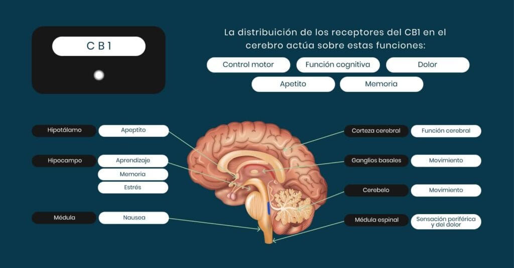 Receptor CB1 Sistema endocannabinoide Receptor CB1 Sistema endocannabinoide