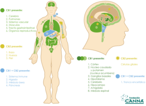 Sistema endocannabinoide CB1 CB2 Sistema endocannabinoide CB1 CB2